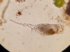 Trichotria tetractis