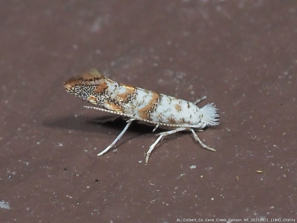 Solitary Oak Leafminer Moth