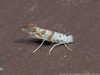 Solitary Oak Leafminer Moth - Photo (c) Vitaly Charny, some rights reserved (CC BY-NC), uploaded by Vitaly Charny