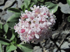 Valeriana saxicola