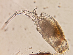 Trichotria tetractis