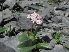 Valeriana saxicola