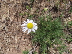 Lasiospermum bipinnatum