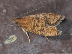 Psilocorsis cryptolechiella