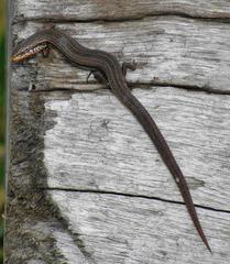 Panaspis wahlbergii