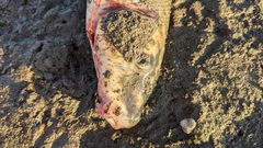 Catostomus macrocheilus