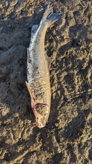 Catostomus macrocheilus