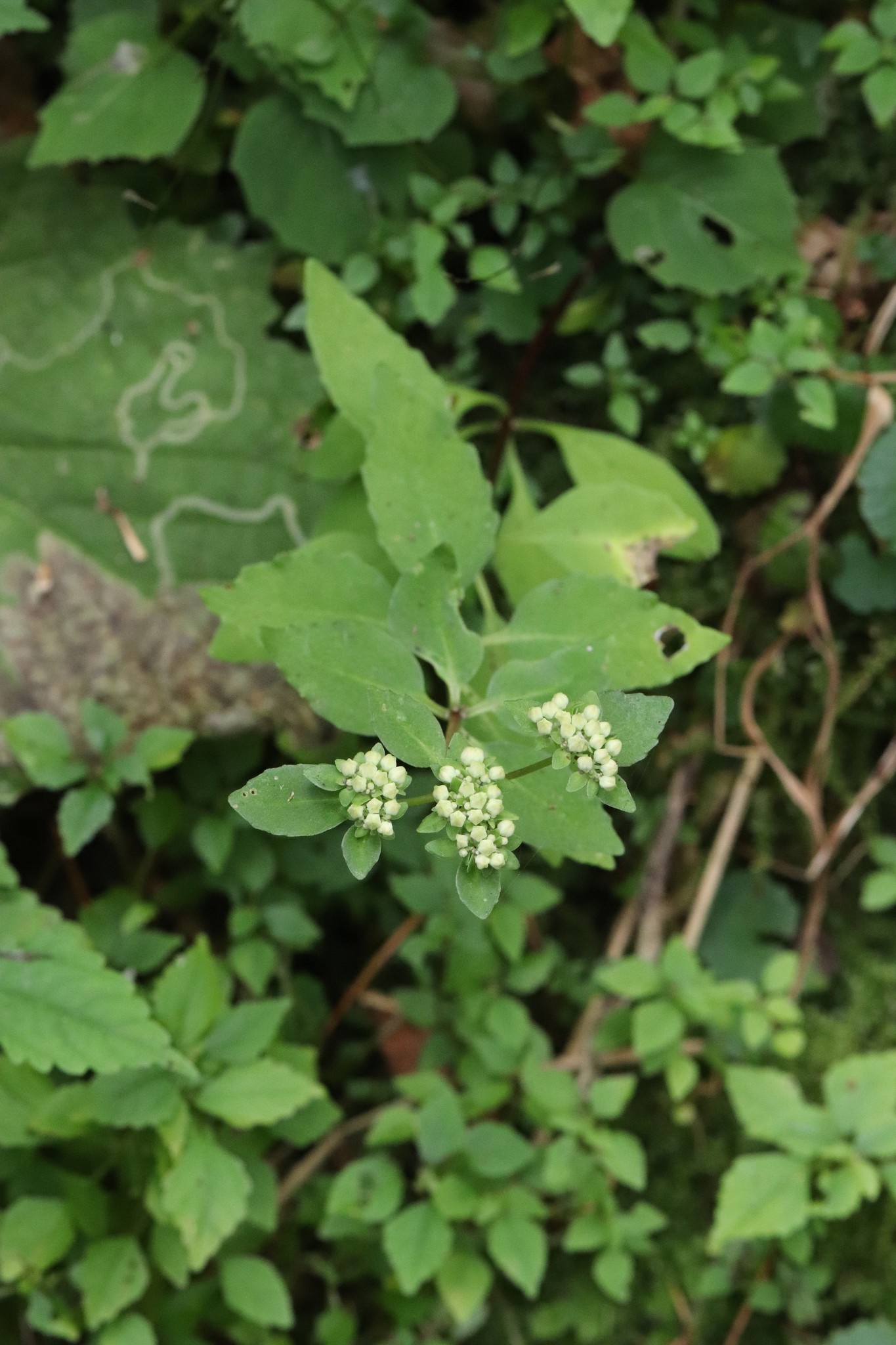 Hylotelephium viviparum (Maxim.) H.Ohba 2
