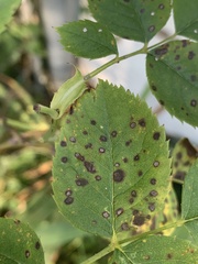 Diplocarpon