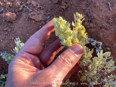 Atriplex