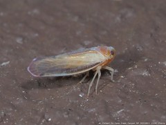 Omolicna