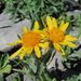 Field Fleawort - Photo (c) Gennadiy Okatov, some rights reserved (CC BY-NC), uploaded by Gennadiy Okatov