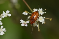 Neocrepidodera transversa