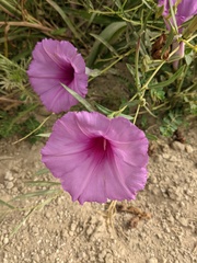 Ipomoea leptophylla