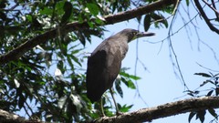 Tigrisoma fasciatum