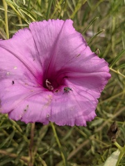 Ipomoea leptophylla