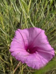 Ipomoea leptophylla