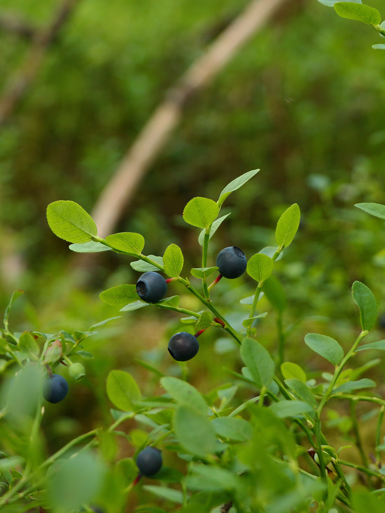 Vaccinium myrtillus
