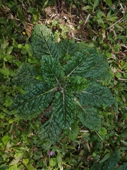 Angiospermae