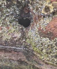 Istiblennius dussumieri