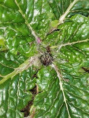 Angiospermae