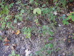 Muhlenbergia frondosa