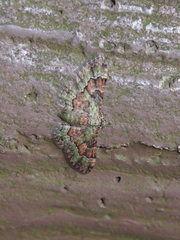Gymnoscelis taprobanica