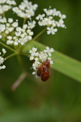 Neocrepidodera transversa