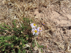 Lasiospermum bipinnatum