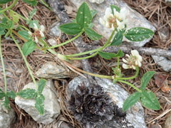 Trifolium pallescens
