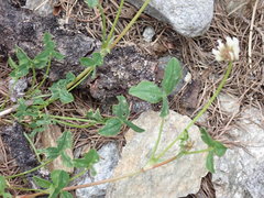 Trifolium pallescens