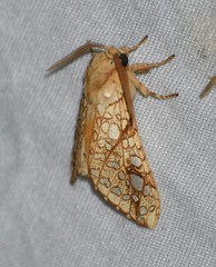 Lophocampa bicolor