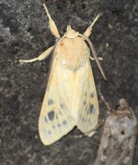 Lophocampa bicolor