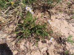 Lasiospermum bipinnatum