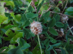 Trifolium fragiferum