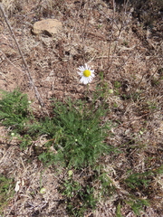 Lasiospermum bipinnatum