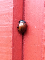 Chrysolina polita