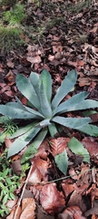 Agave guadalajarana