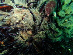 Choromytilus meridionalis