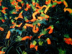 Choromytilus meridionalis