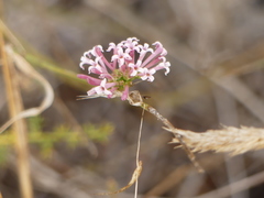 Asperula aristata