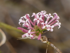 Asperula aristata
