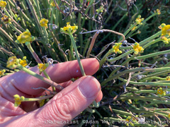 Euphorbia mauritanica
