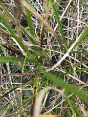 Carex silicea
