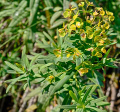 Euphorbia lucida