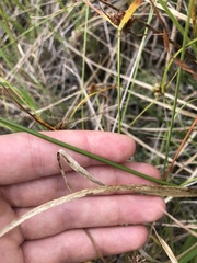 Carex silicea