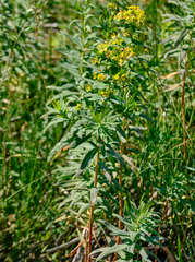 Euphorbia lucida