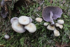 Baeospora