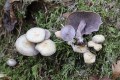 Baeospora