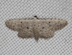 Sigela basipunctaria